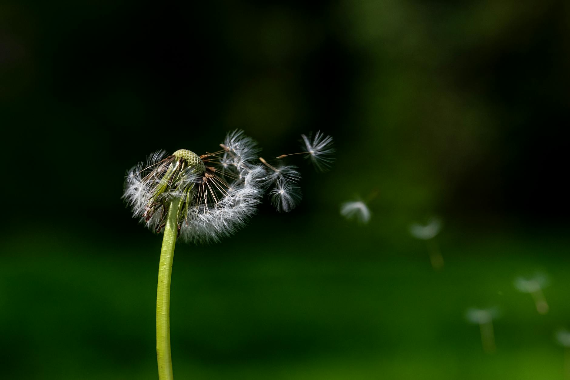 Free Earth Day Reflection Prompts